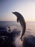 Dolphins Jumping in the Ocean
