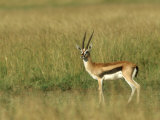Thompsons Gazelle  Masai Mara NR  Kenya