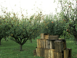 Apple Orchard  Apple Collecting in Wooden Boxes