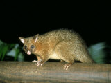 Common Brushtail Possum  Queensland  Australia