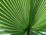 Palm Leaf  Scotland