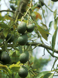 Avocado (Persea Americana) Fruit on Plant