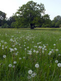 Oak Tree (Quercus) in Meadow with Dandelion Seedheads
