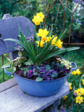 Narcissus "Spitfire" and Primula Planted into Blue Tub Sitting on Wooden Bench