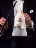 Magician Pulls Rabbit Out of Hat