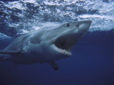 Great White Shark