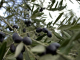 Close-up of Tree in Umbria