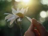 Person's Hand Pulling Petals off Daisy