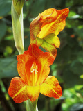 Gladiolus Psittacinus