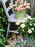 Blue Chair  Green & Blue Buckets Rosa (Peach & Apricot) Campanula