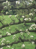 Pear  Espalier Trained Tree (Fruit Blossom)