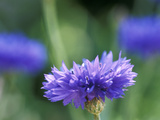 Centaurea Cyanus (Blue Cornflower)  Close-up
