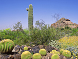 Desert Landscape & Cacti Desert Botanical Garden  Phoenix USA