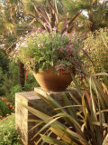 Phormium  Verbena  Gazania Fuchsia & Argyranthemum Overbecks  Devon