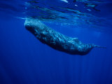 Sperm Whale  Juvenile  Portugal