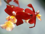 Burrageara (Stefan Isler)  Orchid  Close-up of Red Flower