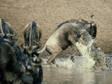 Nile Crocodile  Attacks Wildebeest  Serengeti  Tz
