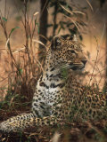 Leopard  Panthera Pardus  Londolozi Game Reserve