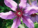 Clematis "Natacha" (Pink/Patens Group)