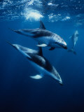 Dusky Dolphin  Peninsula Valdes  Patagonia