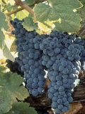 Wine Grapes  Vineyard  CA