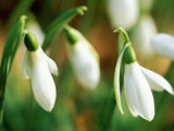 Galanthus (Sam Arnott)  February