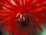 Dahlia (Bergers Record)  September  Close-up of Red Flower