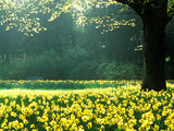 Spring Garden  Narcissus  Tree Bright Sunshine France Narcissi Paris