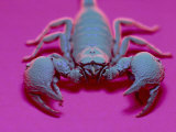 Emperor Scorpion Under UV Light  Africa