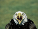 Adult Male Bald Eagle