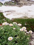 Erigeron Glaucus (Seaside Daisy) Mauve Flower Growing on Cliff Pebble Beach  California