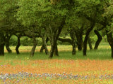 Live Oaks  with Texas Paintbrush Castilleja Indivisa  Bluebonnets Lupinus Texensis Beneath
