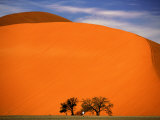 Tree in the Namib Desert  Namibia