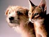 Cat and Dog