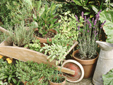 Herbs in Pots Rosemary/Bay/Marjoram Sage  Wheelbarrow & Metal Jug