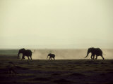 Elephants  Mating Chase at Dusk  Kenya
