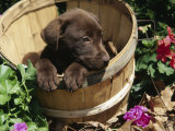 Chocolate Labrador Retriever in Basket