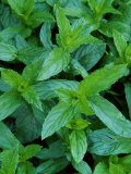 Curly Mint