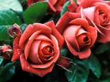 Rosa "Meicobuis" (Rosa "Terracotta")