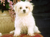 Maltese Puppy  USA