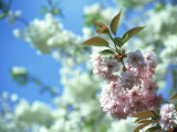 Cherry Blossom  Inverness  Scotland