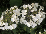 Hydrangea Macrophylla "Libelle"