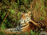 Tiger  Scratching  India