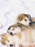 Alaskan Malamute Puppies in the Snow