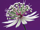 Astrantia (Masterwort)  Flower on Purple Background