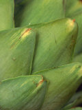Close-up of Artichoke