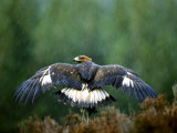 Golden Eagle  Male Perched  Highlands  Scotland