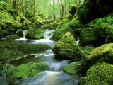 iain-sarjeant-stream-and-mossy-boulders-scotland.jpg