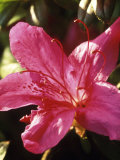 Rhododendron Maxwelii (Azalea)  Close-up of Bright Pink Flower