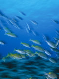 Schooling Snappers  Lutjanus Sp  Indo Pacific